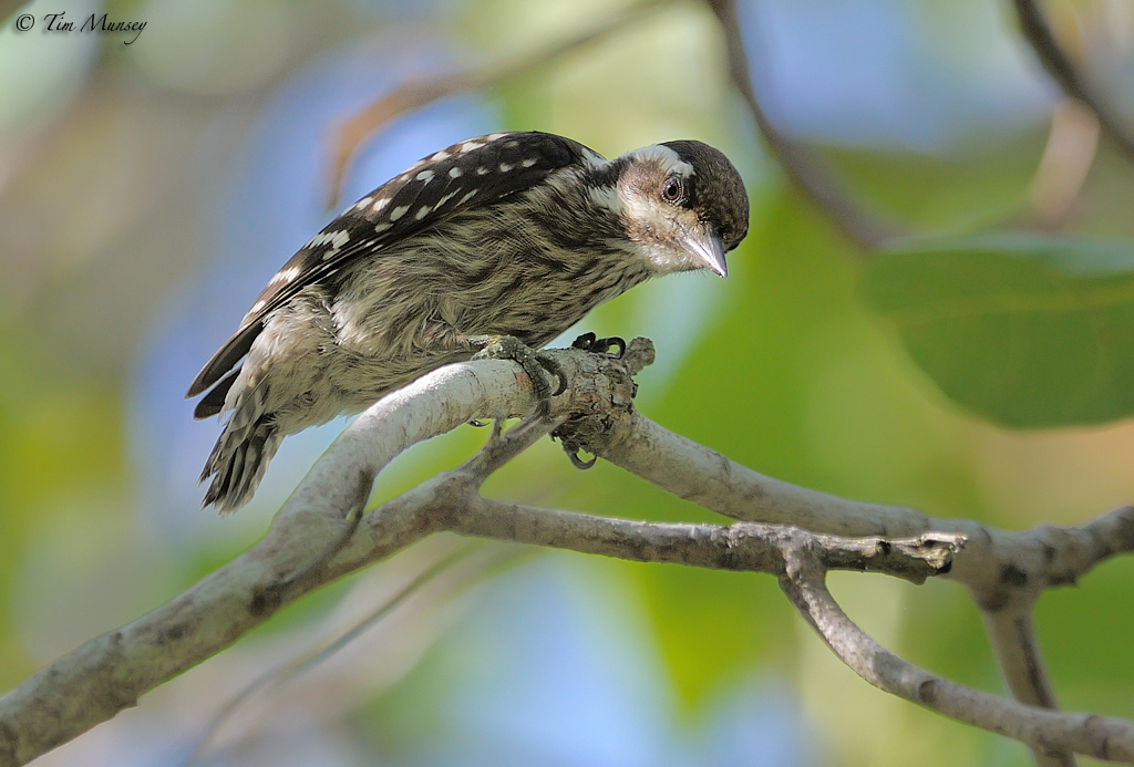 Sunda Pygmy Woodpecker